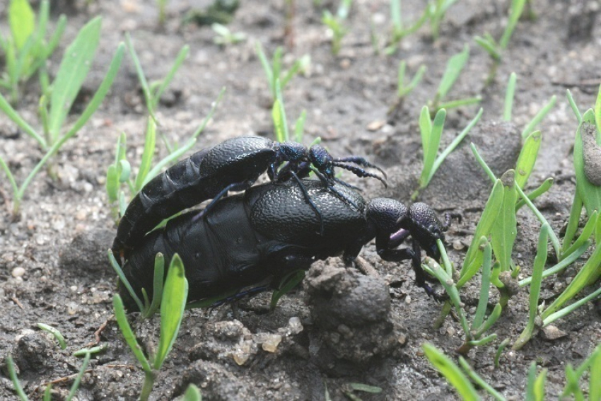 Специалисты нашли ядовитых жуков в Воронежском заповеднике