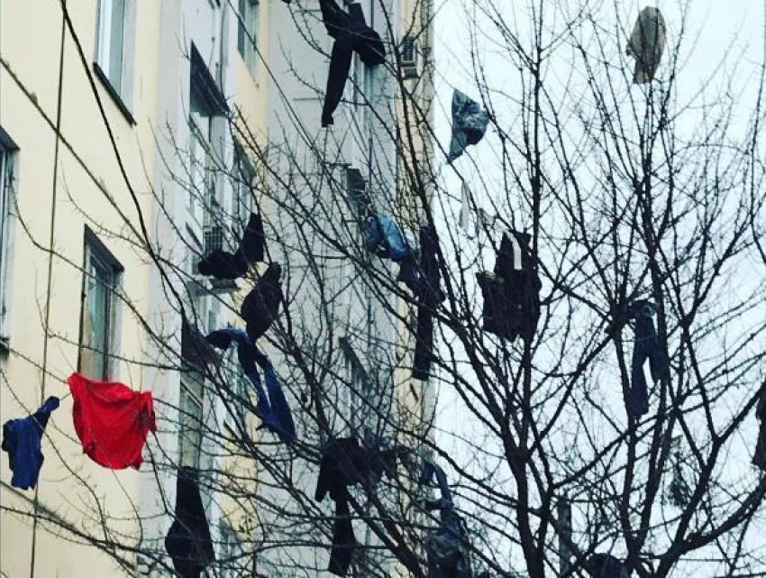 В преддверии Нового года в Воронеже украсили дерево трусами и носками