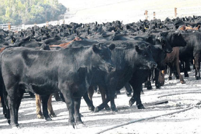 Воронежскую область проверяют по факту массовой гибели элитного скота из США и Австралии
