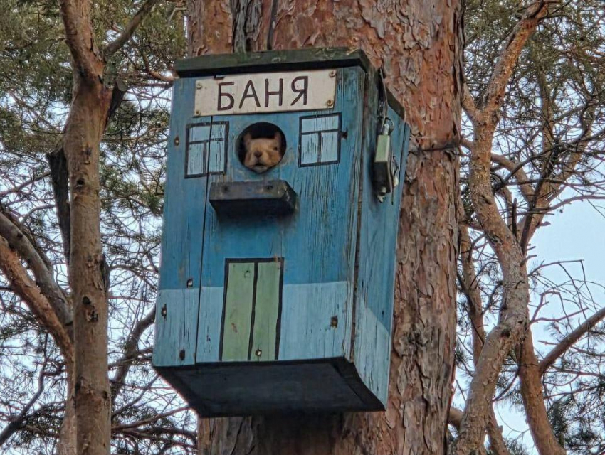 Воронежская белка устроила себе банный день 