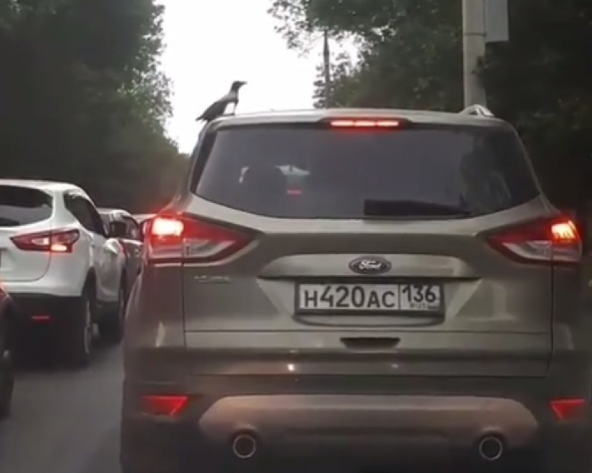 Нагло прокатившийся на крыше иномарки голубь в Воронеже рассмешил автомобилистов
