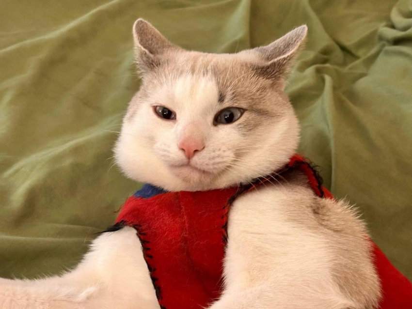 Топ смешных фоток кота журналистки «Блокнот Воронеж"