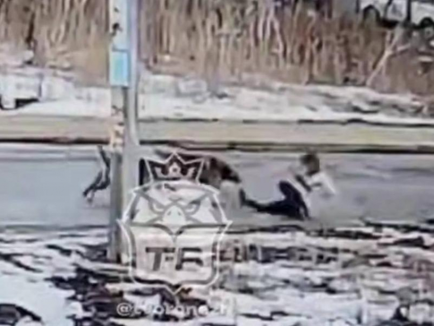 «Налетели со спины и повалили»: в Воронеже стая собак напала на девушку