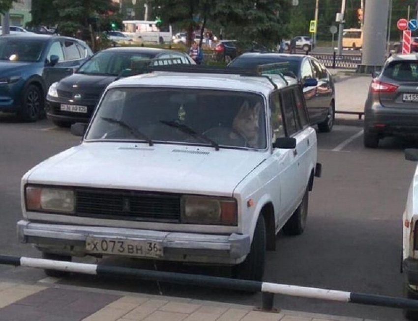 Вальяжного пса хаски за рулем автомобиля сняли в Воронеже