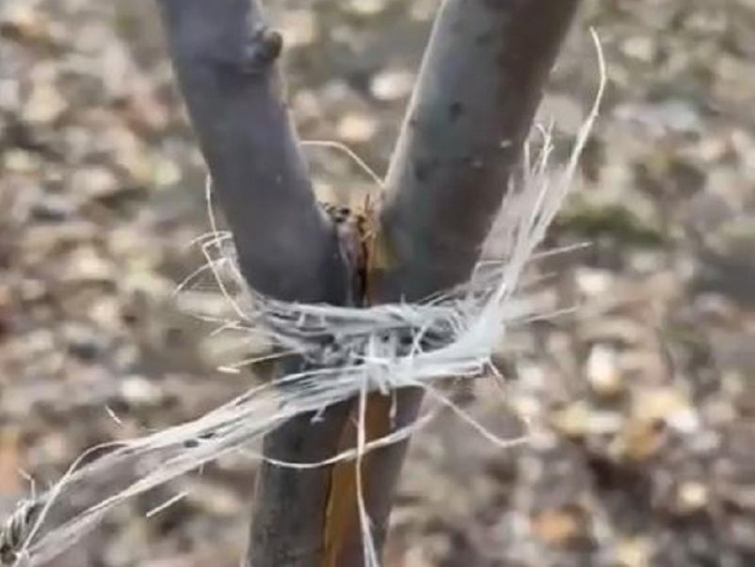 Неизвестные обрезали деревья на дублёре Московского проспекта в Воронеже