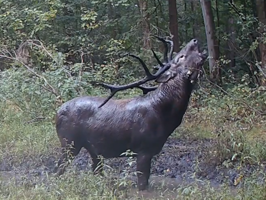 Вы не поверите, что делают олени осенью в Воронежском лесу
