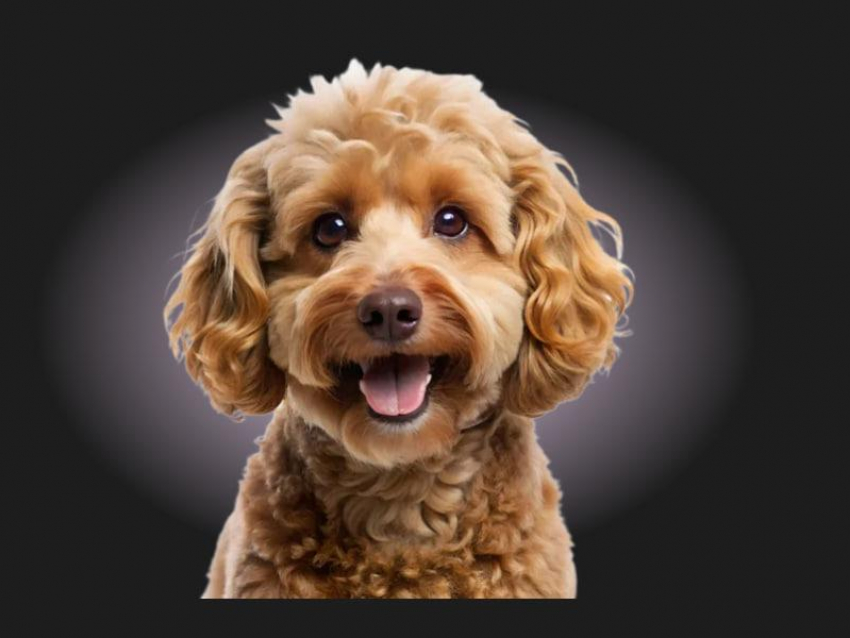 Хотите быть уверены, что ваш любимец в надежных руках?