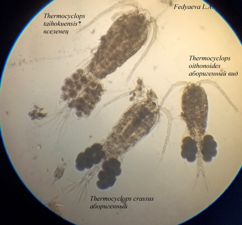 Чужеродный рачок пробрался в воронежский водоем