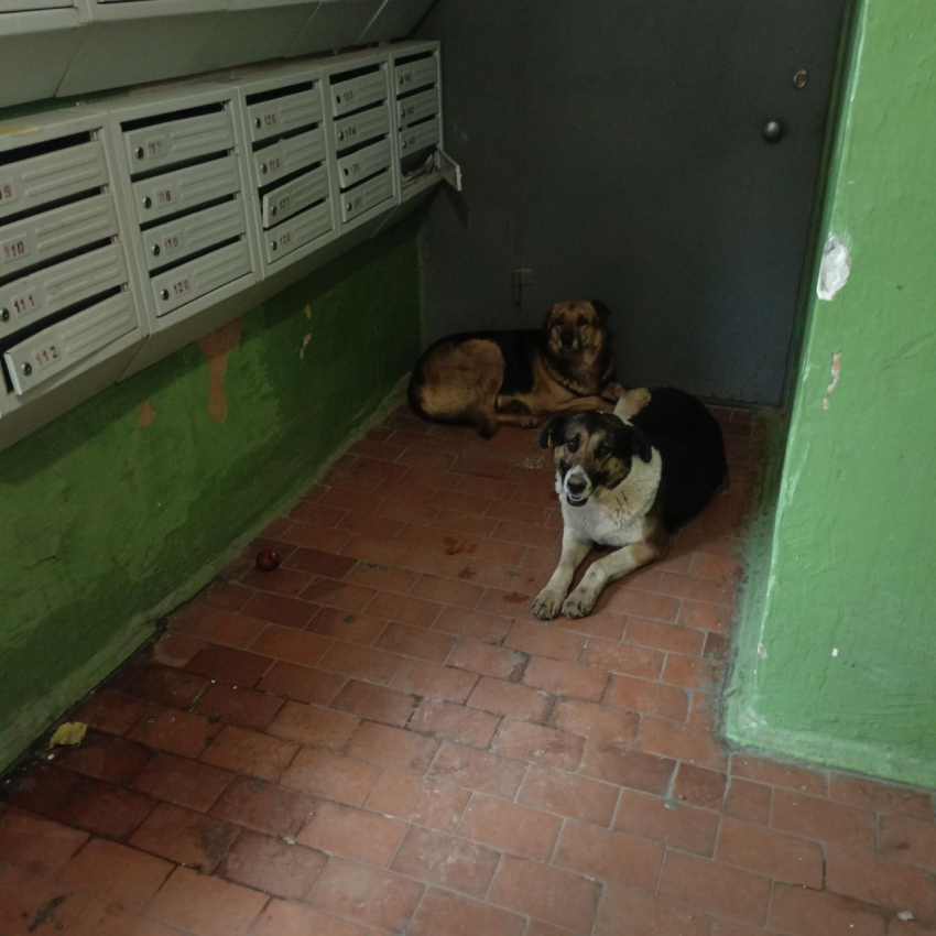 "Собачья радость» огорчает жителей воронежского подъезда