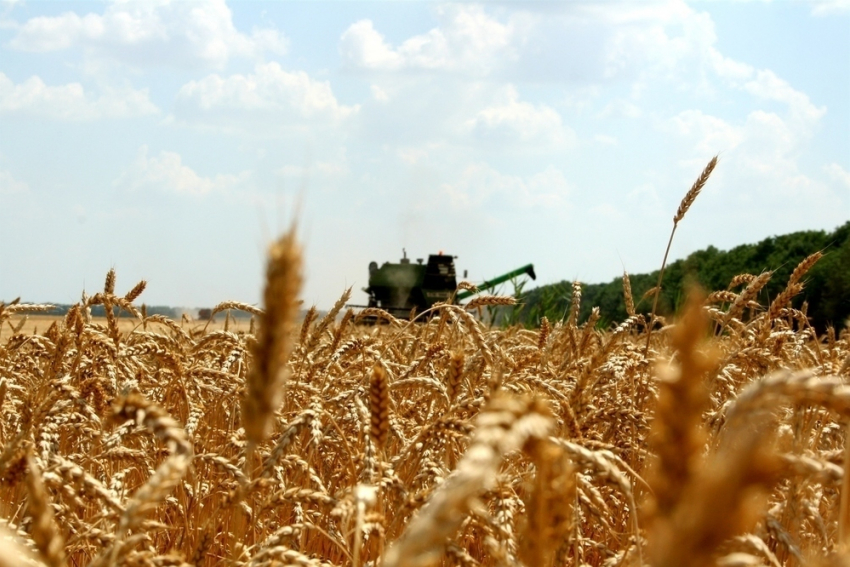 В Воронежской области аграриям удалось собрать 5 миллионов тонн зерна