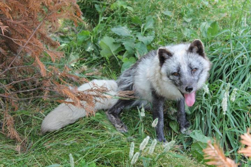 В Воронежской области нашли бешеных кошек, собак и одну лисицу 