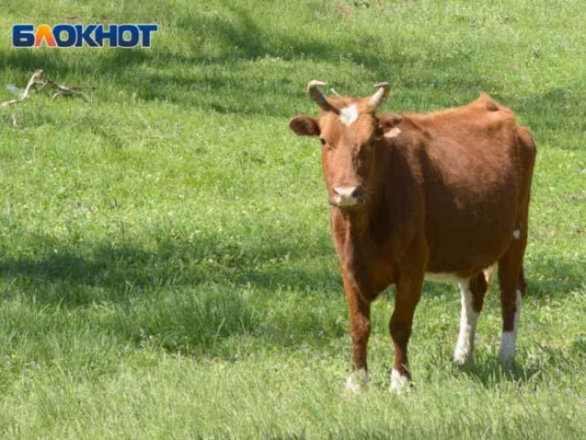 Воронежские аграрии получили больше молока при меньшем количестве коров 
