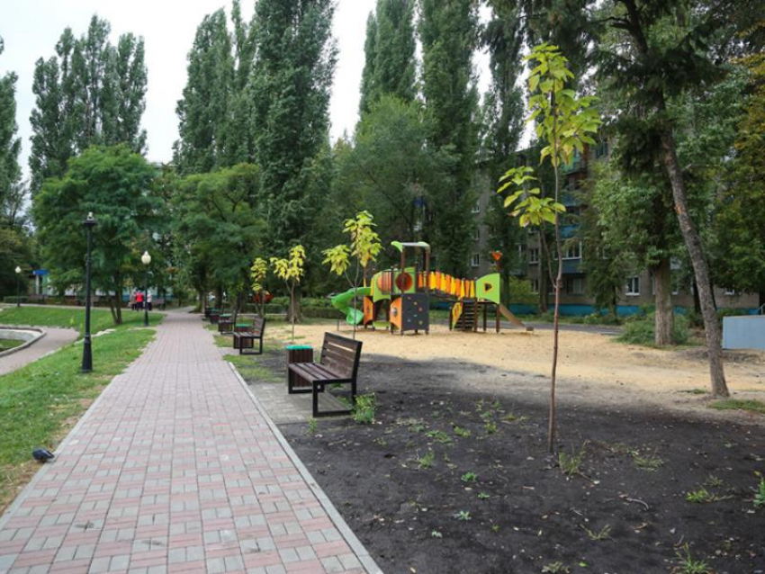 Стало известно, на каких улицах Воронежа высадят «крупномерные деревья» взамен вырубленных управой 