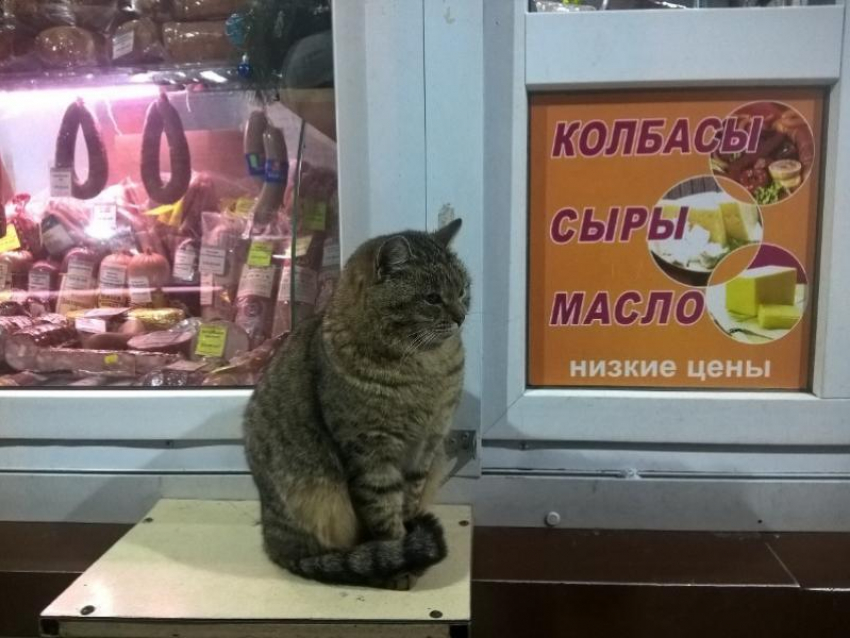 Жирный и усатый страж колбасы попал на фото в Воронеже
