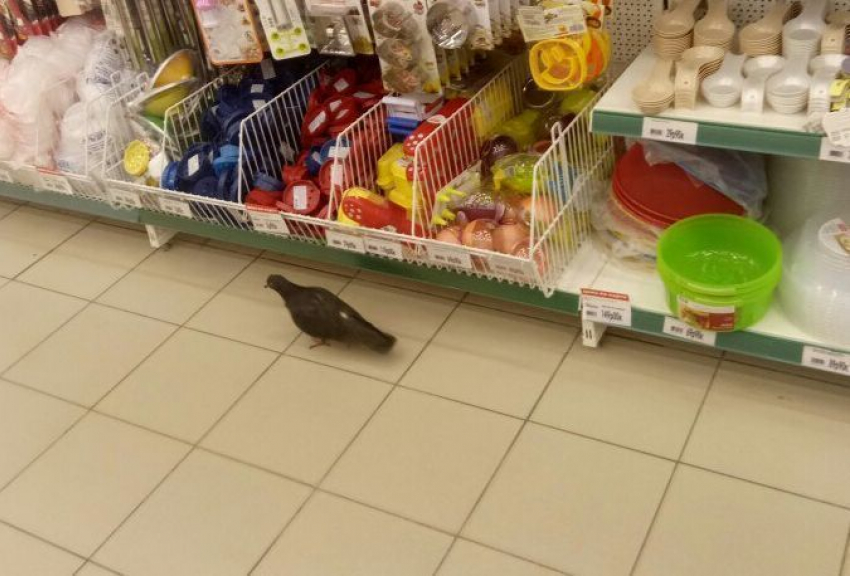 Воронежцев рассмешил голубь, который «закупается» в «ОКЕЕ» на Шишкова
