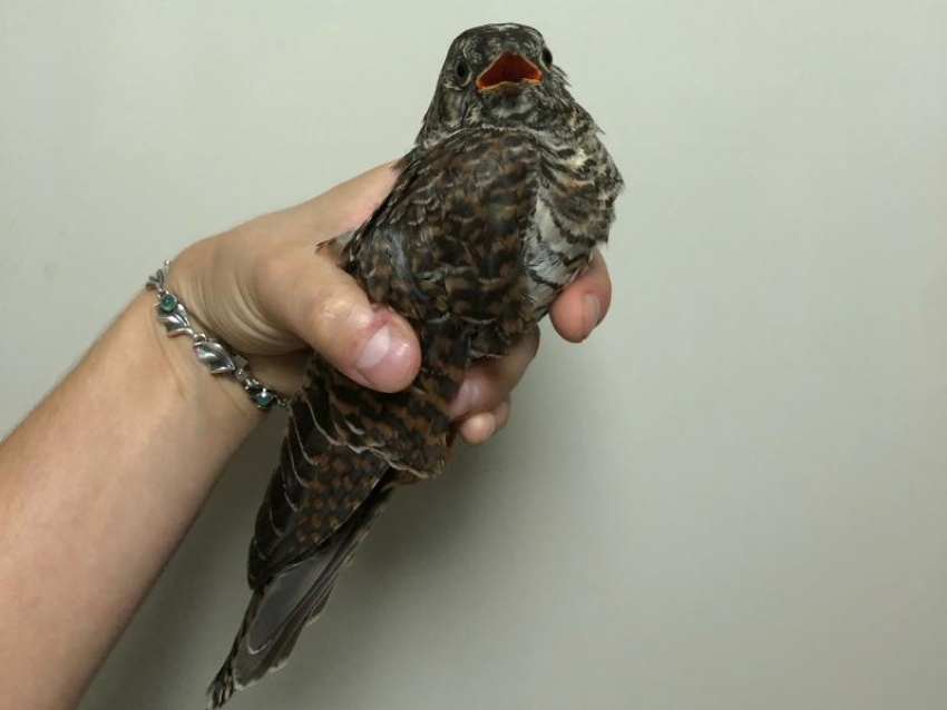 Что у тебя болит, скажи кукушка: птицу с отказавшими лапками отправили на рентген в Воронеже 