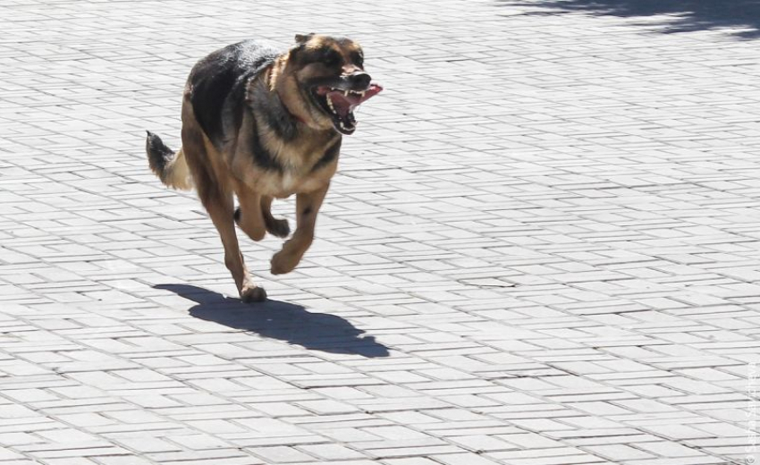 Очередной карантин по бешенству губернатор ввел в селе под Воронежем