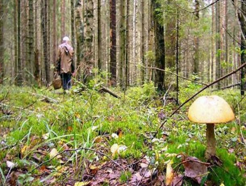 В воронежском лесу потерялись грибники 