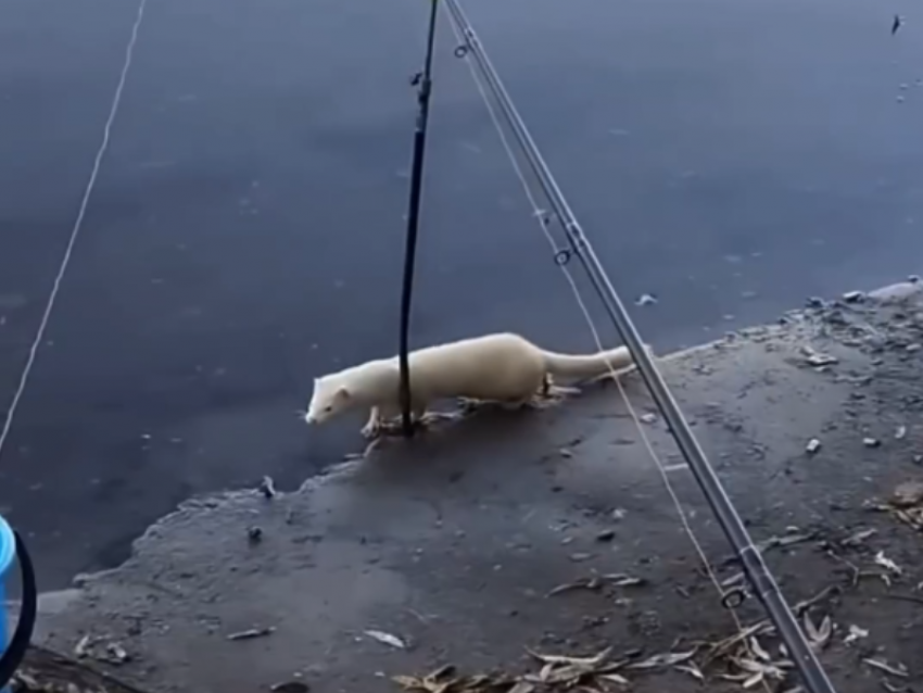 Маленький хищник с белоснежным мехом замечен в Воронеже
