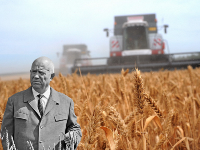 Второй привет Хрущева: в Воронежской области увеличат площади посева под кукурузу 