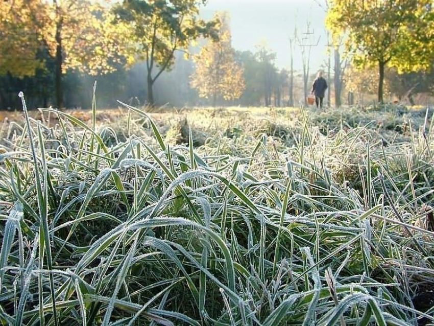 Спасатели предупредили воронежцев о заморозках 2 октября