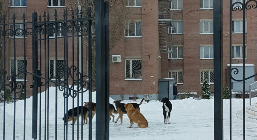 Воронежские студенты и преподаватели: «Огромные стаи бродячих псов нападают на нас каждый день около ВГУ"