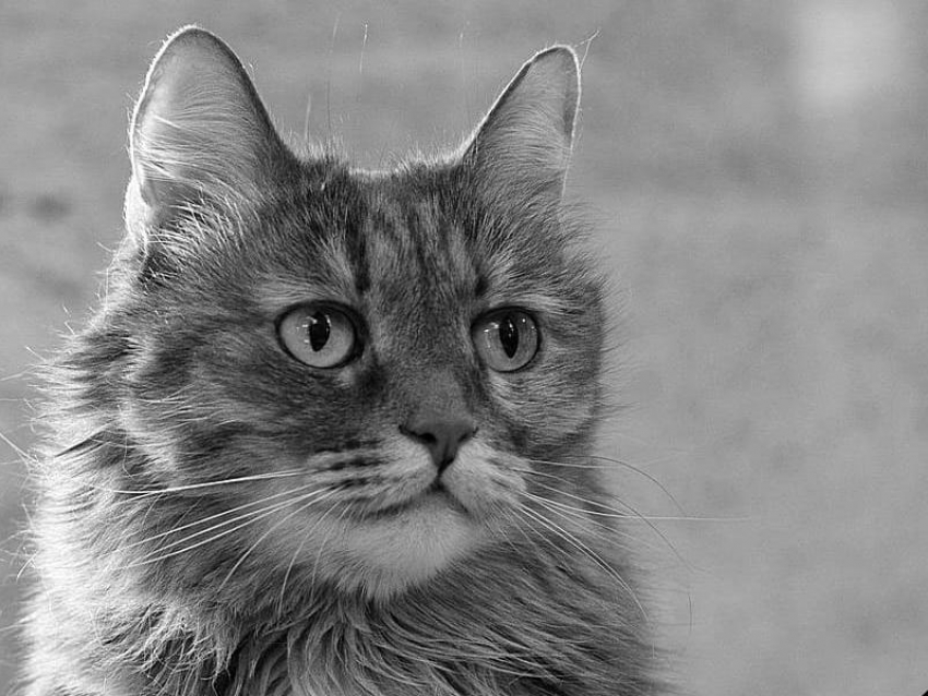 Скончался кошачий символ ВГУ, обожаемый студентами