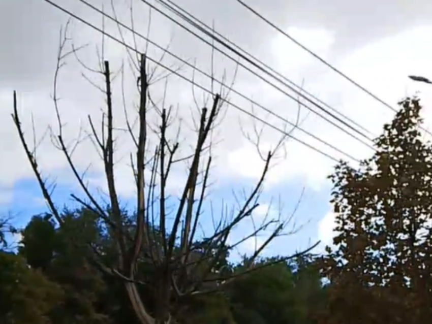 «Почувствуйте разницу»: читательница показала, какие новые деревья высадили в Воронеже