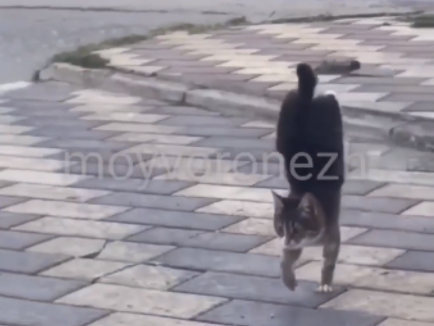 Уличного кота-трюкача заметили в Воронеже