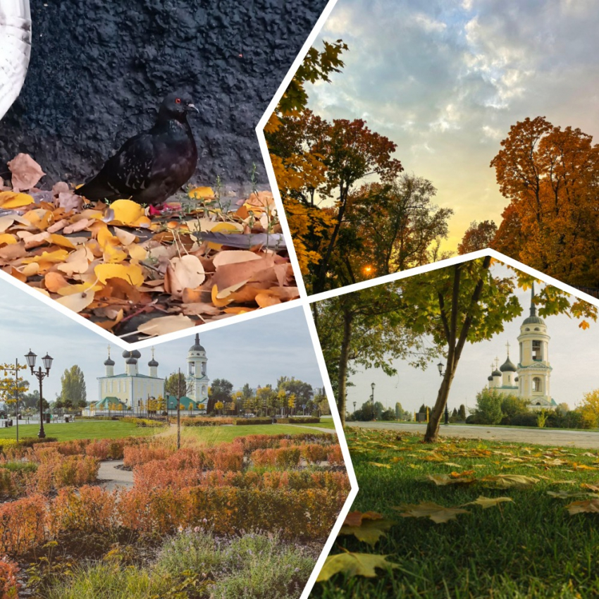 Золото под ногами: читатели «Блокнот Воронеж» делятся осенними кадрами