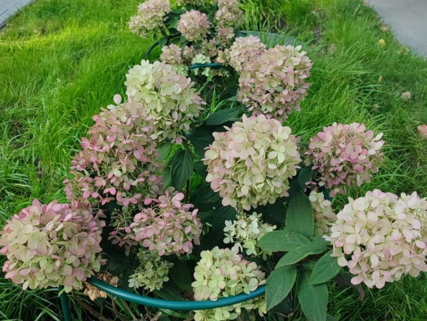 Весна покажет: трактор повредил высаженные горожанами гортензии при уборке снега в Воронеже