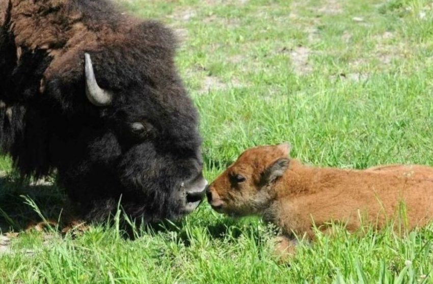 Малыш бизон родился в зоопитомнике под Воронежем 
