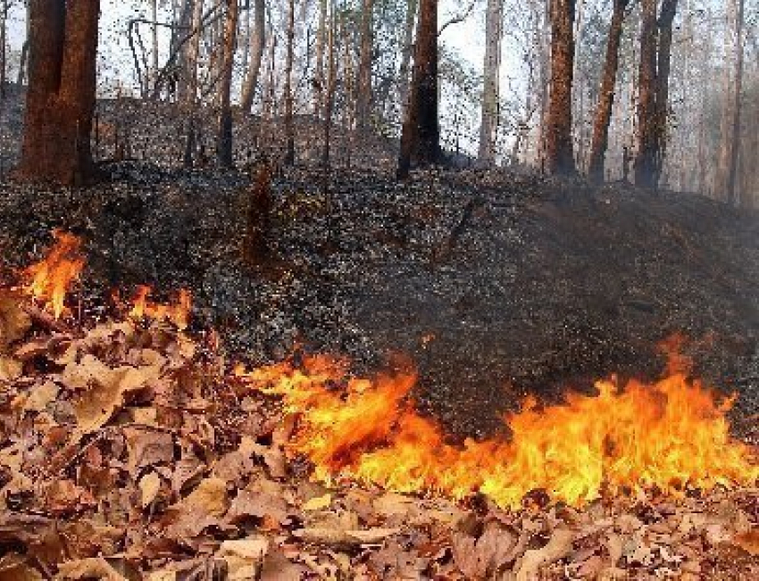 В лесах Железнодорожного района Воронежа не соблюдали правила пожарной безопасности