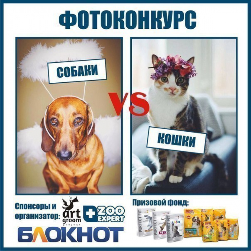 «Блокнот Воронеж» объявляет фотоконкурс в Инстаграм «Мой любимец»