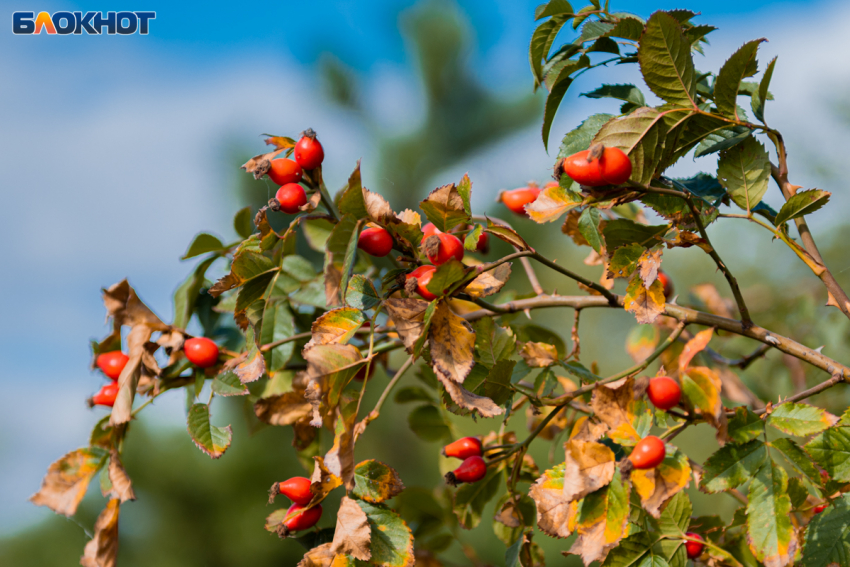 Секреты сладкого ноября раскрыли воронежцам