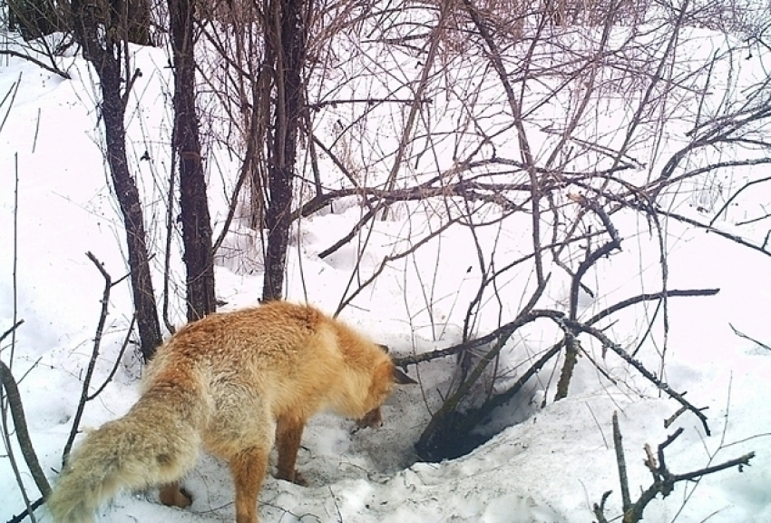 В Хоперском заповеднике Воронежской области лиса пришла поздравить барсука с 23 февраля