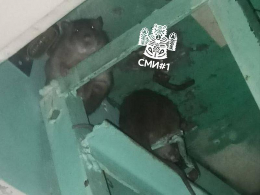 Мерзкие соседи: воронежцы сообщили о нашествии грызунов
