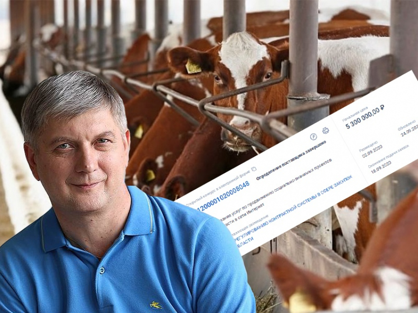 Интригующими коровами пиарят аккаунт губернатора Гусева в Instagram