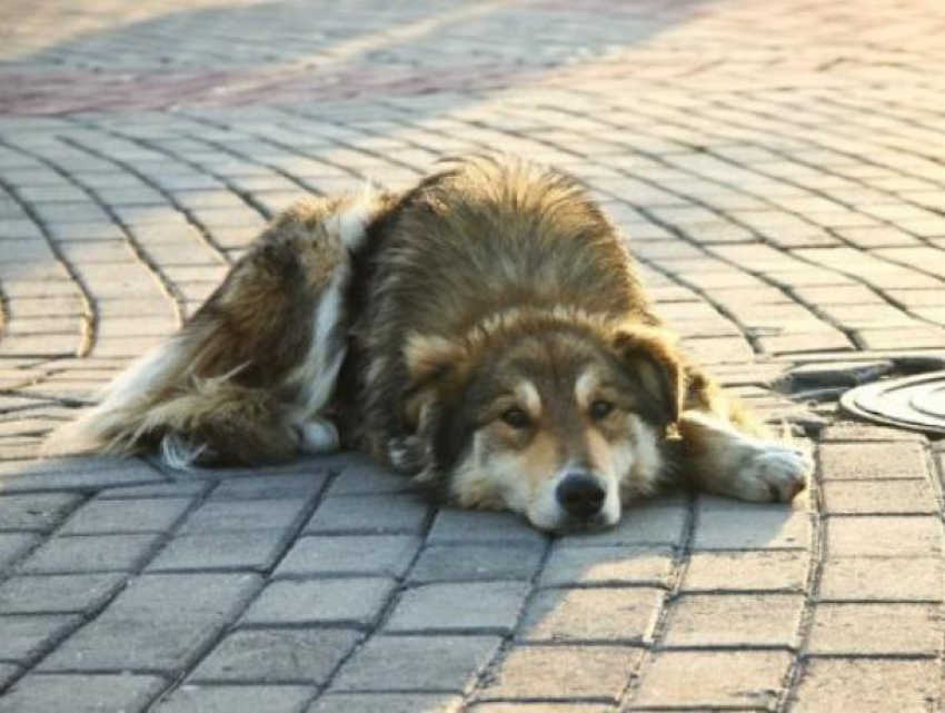 Воронежцев возмутил зоозащитник, призывающий не убивать бездомных собак