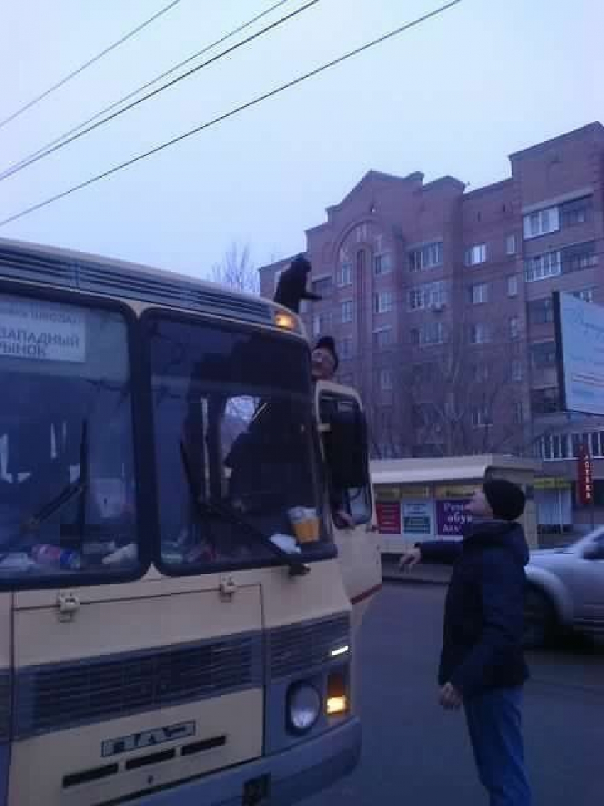В Воронеже кот-экстремал катался на крыше маршрутки