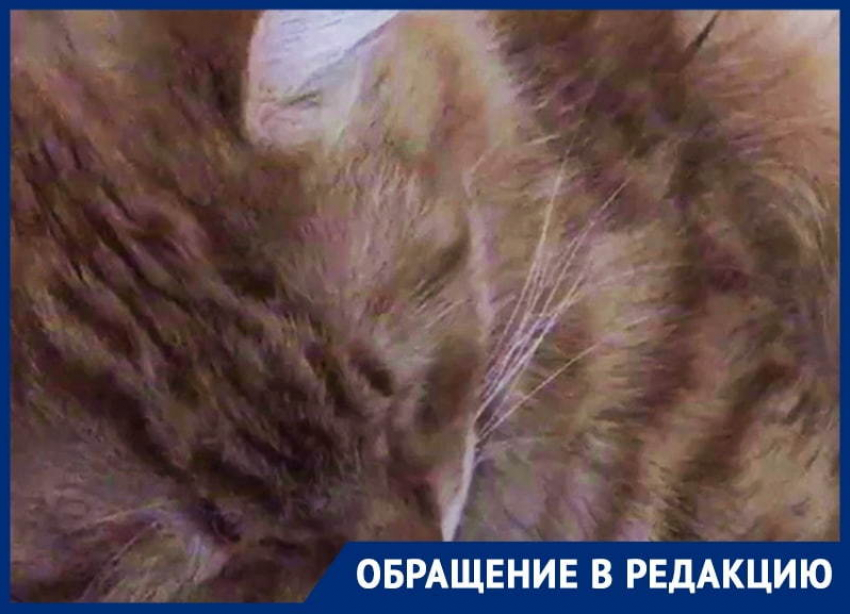 Милейший храп уникального кота сняли на видео в Воронеже