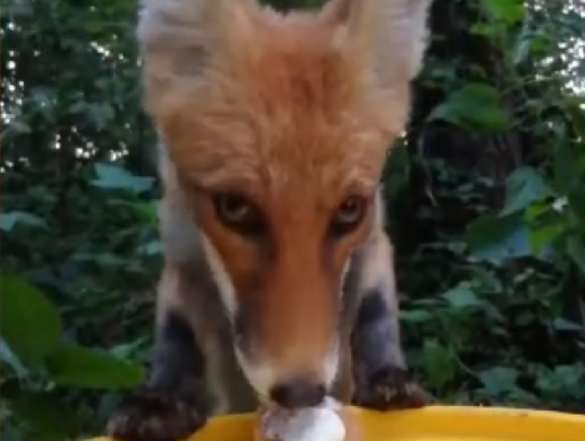 Гастроужин лисы с необычного ракурса сняли на видео под Воронежем