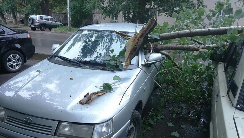 Упавшее дерево разбило три автомобиля в Воронеже