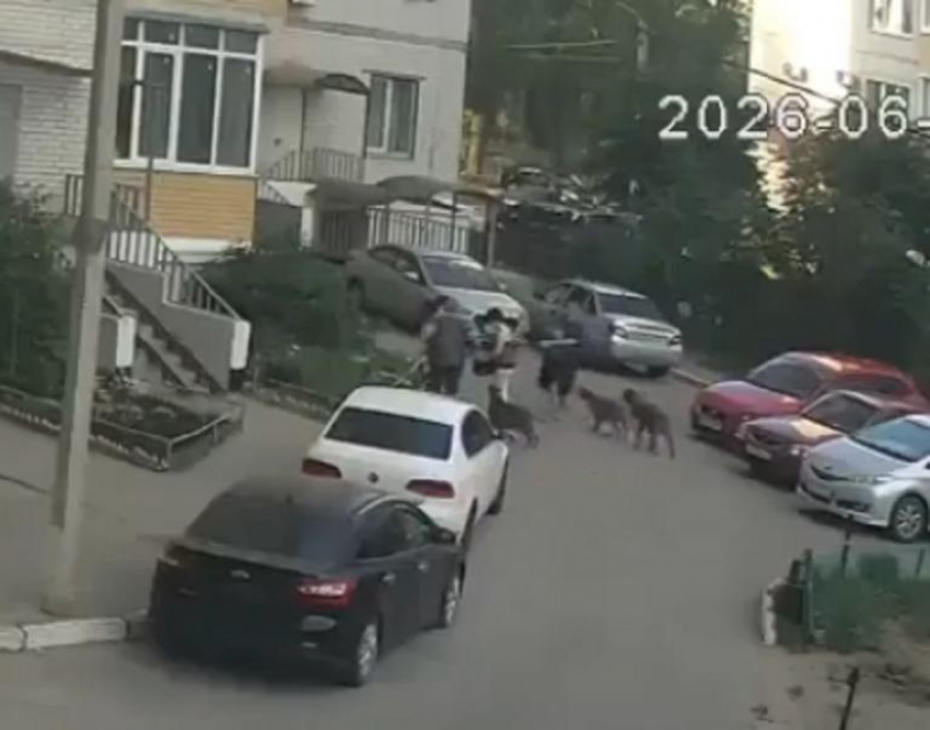 Полиция обратила внимание на случай с нападением двух бойцовских собак в Воронеже