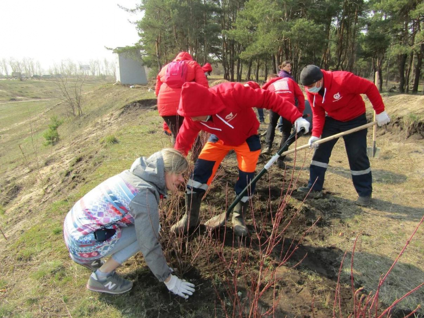 Волонтеры «РВК-Воронеж» удостоены благодарности Центра экологической политики