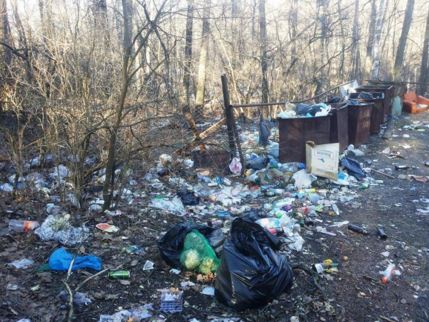 Леса Кожевенного кордона «загадила» культурная здравница