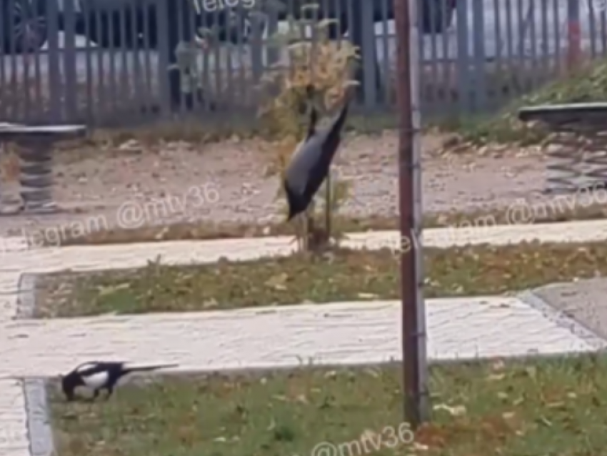 Воронежская ворона перевернула представление о спорте с ног на голову
