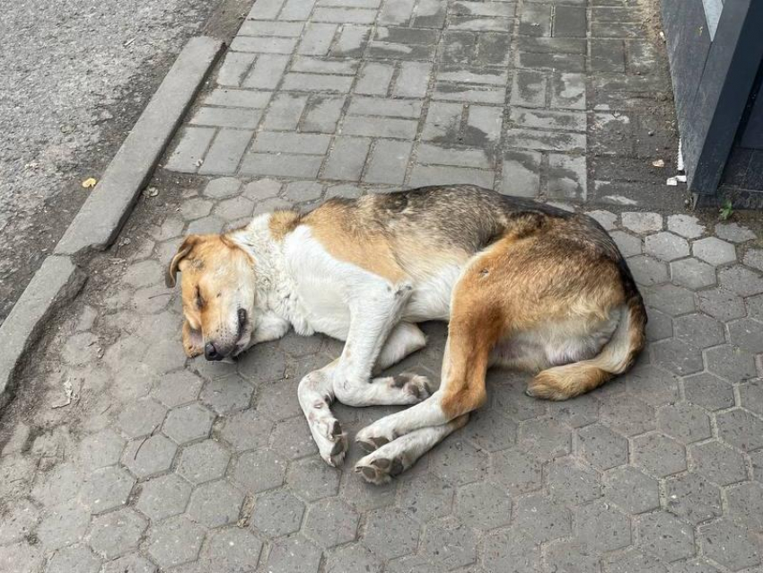 Лежащая на асфальте собака переполошила воронежцев