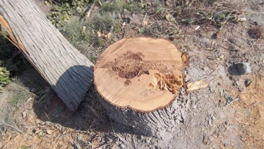 Опасный вредитель стал причиной вырубки 700 деревьев в Воронеже