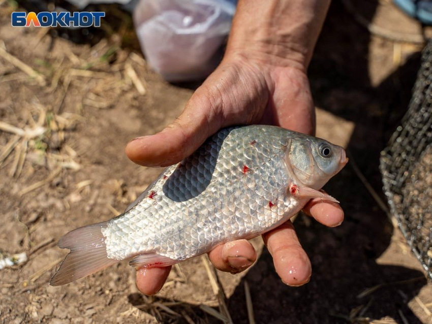 Незаконная рыбалка на водохранилище закончилась для воронежца уголовным делом и судом